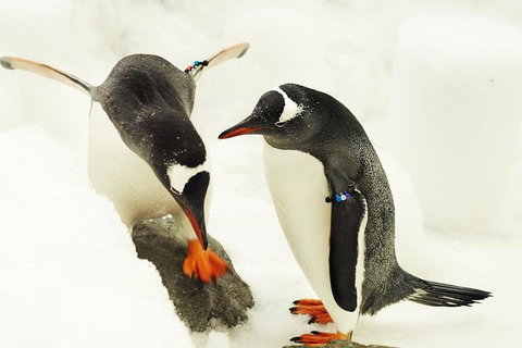 SEA LIFE Melbourne Aquarium Admission Ticket - Lennox Head Accommodation 15