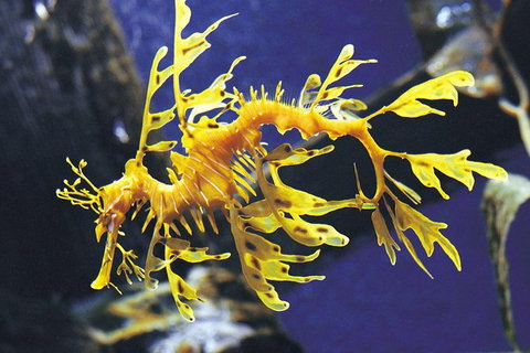 SEA LIFE Melbourne Aquarium Admission Ticket - Lennox Head Accommodation 19