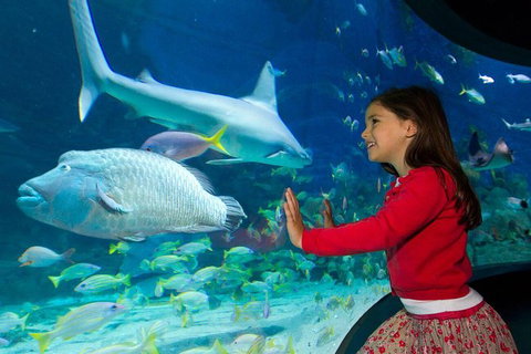 SEA LIFE Melbourne Aquarium Admission Ticket - Lennox Head Accommodation 25