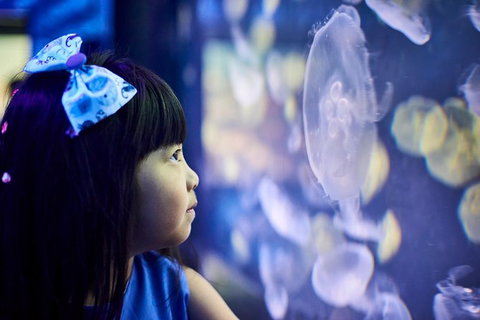 SEA LIFE Melbourne Aquarium Admission Ticket - Lennox Head Accommodation 17