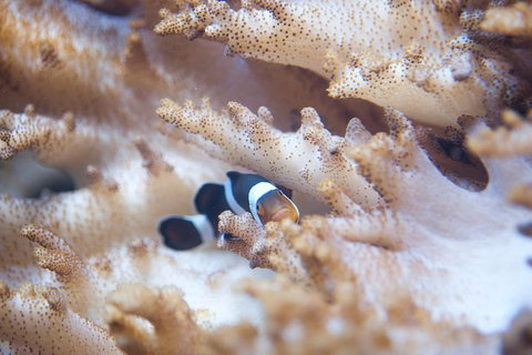 SEA LIFE Melbourne Aquarium Admission Ticket - Lennox Head Accommodation 16