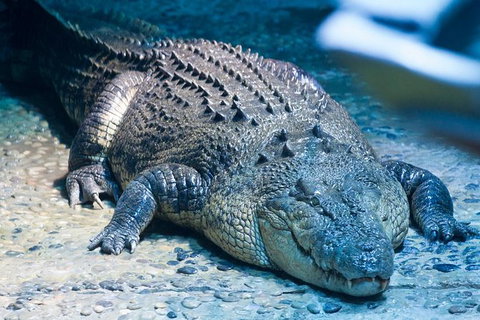 SEA LIFE Melbourne Aquarium Admission Ticket - Lennox Head Accommodation 20