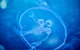 SEA LIFE Melbourne Aquarium Admission Ticket - thumb 22