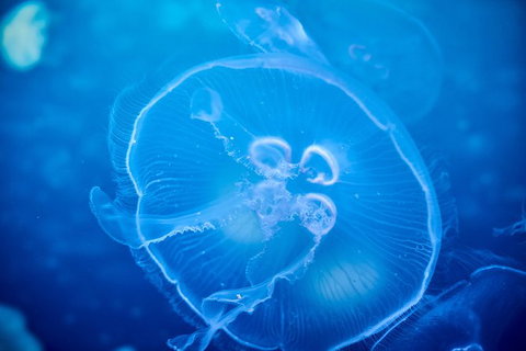 SEA LIFE Melbourne Aquarium Admission Ticket - Lennox Head Accommodation 22