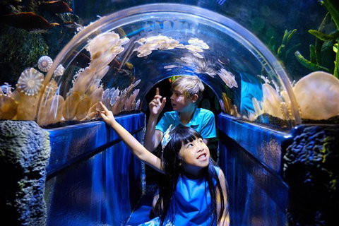 SEA LIFE Melbourne Aquarium Admission Ticket - Lennox Head Accommodation 12
