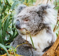 Mornington Peninsula Family Fun Tour - Lennox Head Accommodation