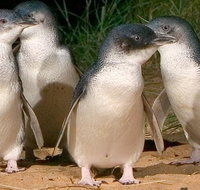 Private Phillip Island Penguin Tour with personal tour guide - Lennox Head Accommodation