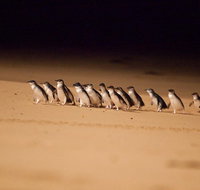 Melbourne Sightseeing Tour with Phillip Island Penguins and Great Ocean Road - Lennox Head Accommodation