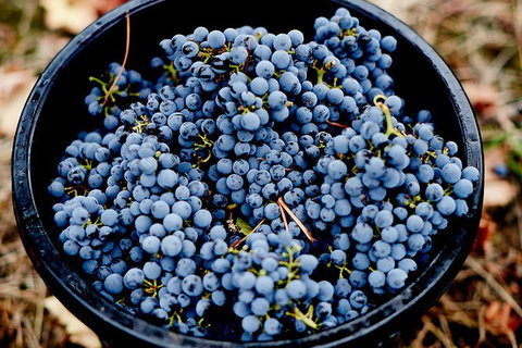 Half Day Yarra Valley Winery Day Trip From Melbourne - Lennox Head Accommodation 4