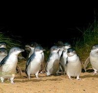 Phillip Island Penguin Brighton Beach Moonlit Sanctuary from Melbourne - Lennox Head Accommodation