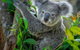 Phillip Island Hike And Aussie Wildlife Adventure - thumb 1