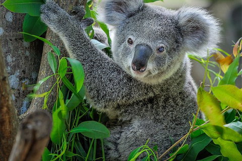 Phillip Island Hike And Aussie Wildlife Adventure - Lennox Head Accommodation 1