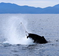 Wilsons Prom Whale Cruise - Lennox Head Accommodation