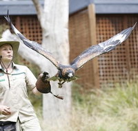 Healesville Sanctuary General Entry Ticket - Lennox Head Accommodation