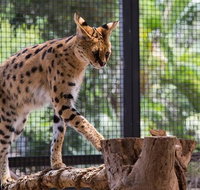 African Cat Encounter at Werribee Open Range Zoo - Lennox Head Accommodation