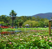 Blue Lotus Water Garden - Admission Ticket - Lennox Head Accommodation