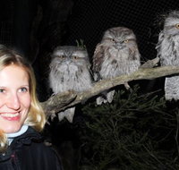 Moonlit Sanctuary Wildlife Conservation Park Evening Tour - Lennox Head Accommodation