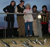 Phillip Island Penguin Parade Tour from Melbourne Including Koala Conservation Centre - Lennox Head Accommodation