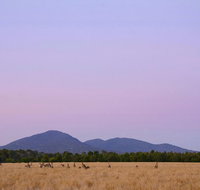 Sunset Koalas and Kangaroos Tour in the Wild from Melbourne - Lennox Head Accommodation