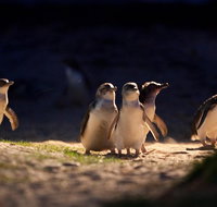 Small-Group Phillip Island Penguin Parade Day Tour from Melbourne - Lennox Head Accommodation