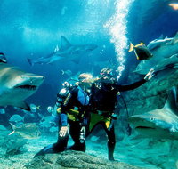 Shark Dive Experience at SEA LIFE Melbourne Aquarium - Lennox Head Accommodation