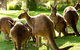 Melbourne City Card (3 Days): Visit Unlimited Attractions! - thumb 10