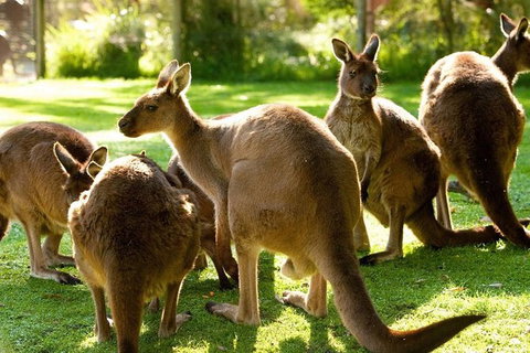 Melbourne City Card (3 Days): Visit Unlimited Attractions! - Lennox Head Accommodation 10