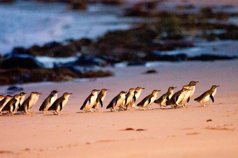 Melbourne City Card (3 Days): Visit Unlimited Attractions! - Lennox Head Accommodation 5