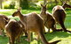 Melbourne City Card (3 Days): Visit Unlimited Attractions! - thumb 17