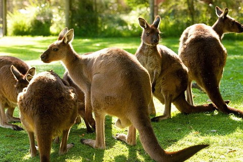 Melbourne City Card (3 Days): Visit Unlimited Attractions! - Lennox Head Accommodation 17