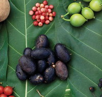 AUSTRALIAN NATIVE FOOD TOUR from Melbourne - Lennox Head Accommodation
