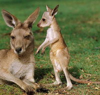 HEALESVILLE SANCTUARY ZOOBUS - MELBOURNE CITY RETURN - Lennox Head Accommodation