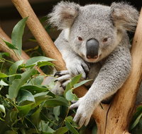 Healesville Sanctuary and Yarra Valley Day Trip from Melbourne - Lennox Head Accommodation