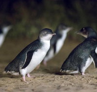 Private Tour Phillip Island Penguin Parade and Moonlit Sanctuary Conservation Park from Melbourne - Lennox Head Accommodation