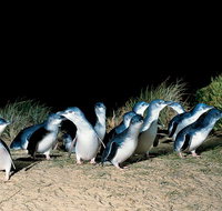 Penguins Walks And Wildlife In The Wild - Lennox Head Accommodation