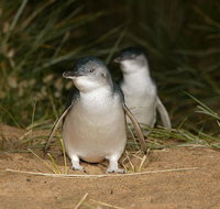 Phillip Island Penguin Highlights Day-Trip from Melbourne - Lennox Head Accommodation