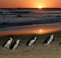 Phillip Island Penguin Express Shuttle from Melbourne with Viewing Area Upgrades - Lennox Head Accommodation