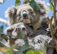 12 Apostles Eco-Friendly Great Ocean Road Iconic Adventure from Melbourne - Lennox Head Accommodation