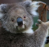 Yarra Valley Wildlife  Wine Day Tour from Melbourne with Healesville Sanctuary - Lennox Head Accommodation