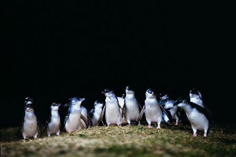 The Unique Phillip Island - English Speaking Guide - Lennox Head Accommodation 0