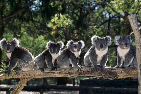 Private Melbourne Sightseeing Tour - Lennox Head Accommodation 0