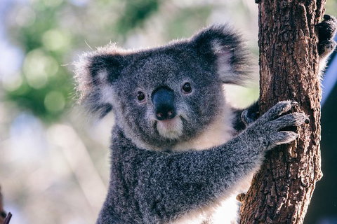 Private Melbourne Sightseeing Tour - Lennox Head Accommodation 1