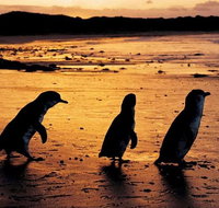 Phillip Island Penguin Parade Brighton Bathing Boxes and Wildlife Park Tour - Lennox Head Accommodation