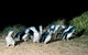 Wilson\'s Promontory & Phillip Island - \'Prom & Penguins\' Tour - thumb 8