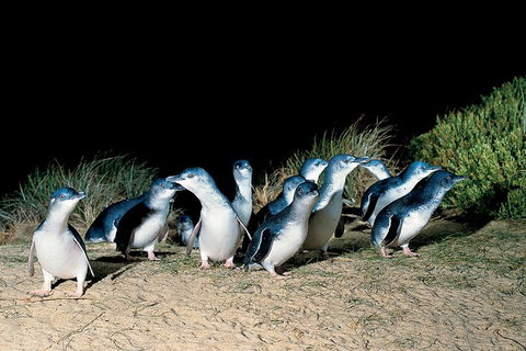 Wilson\'s Promontory & Phillip Island - \'Prom & Penguins\' Tour - Lennox Head Accommodation 8