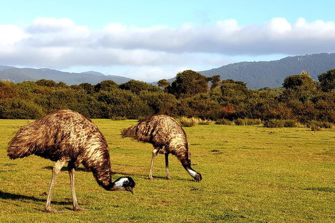 Wilson\'s Promontory & Phillip Island - \'Prom & Penguins\' Tour - Lennox Head Accommodation 3