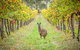 Small-Group Guided Yarra Valley Winery Tour With Wine Tasting - thumb 1