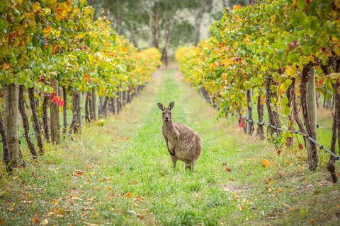 Small-Group Guided Yarra Valley Winery Tour With Wine Tasting - Lennox Head Accommodation 1