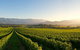 Small-Group Guided Yarra Valley Winery Tour With Wine Tasting - thumb 0