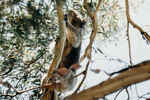 Small-Group Guided Yarra Valley Winery Tour With Wine Tasting - Lennox Head Accommodation 11